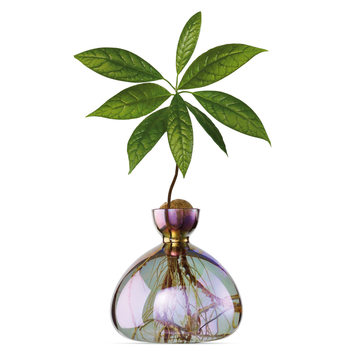 Avocado Vase // Cosmic Vega