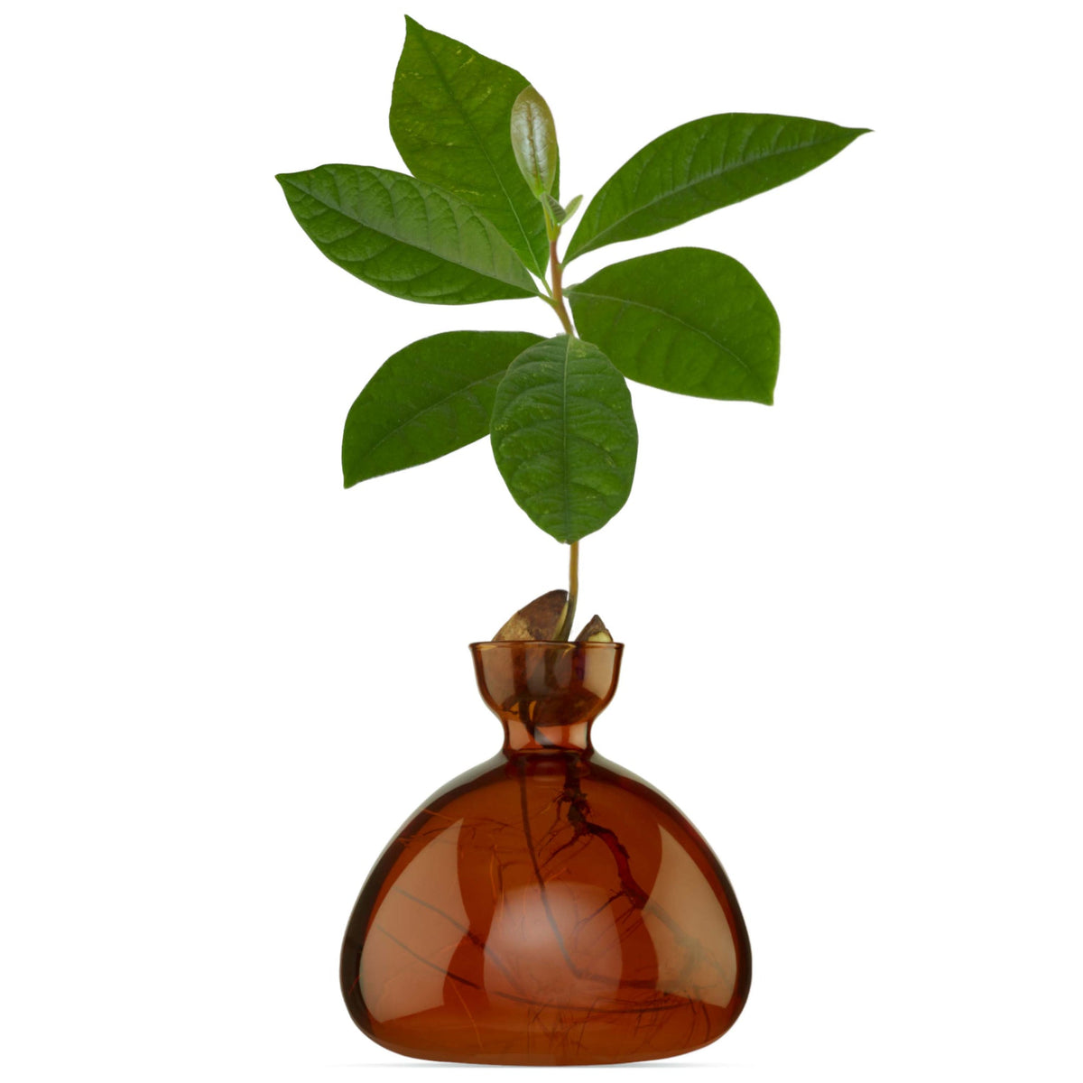 Avocado Vase // Russet Brown