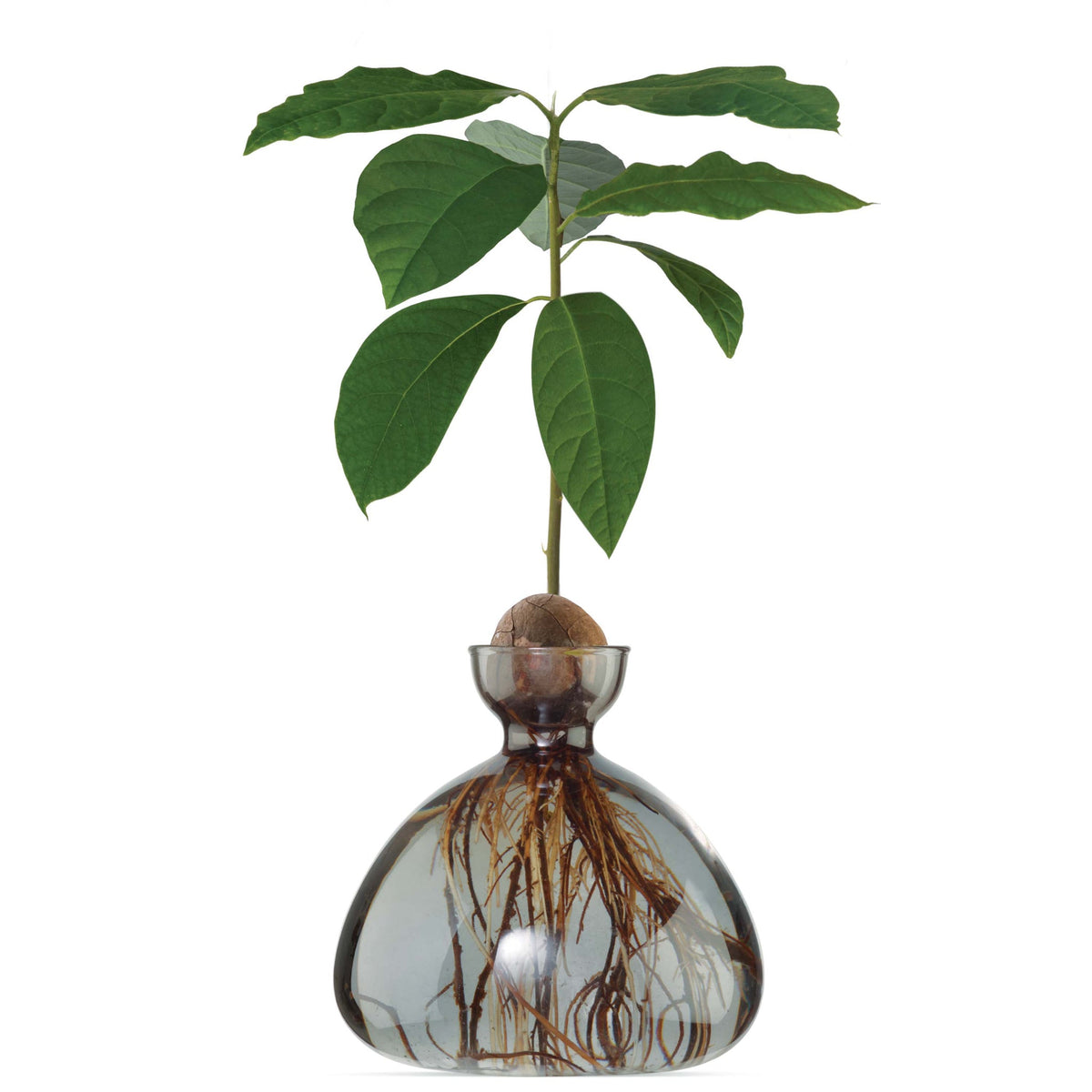 Avocado Vase // Smoke Grey