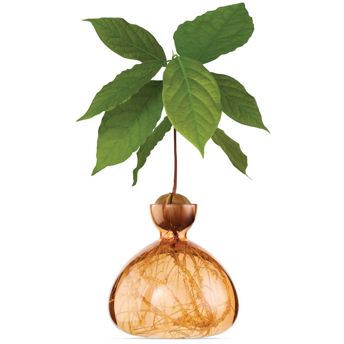 Avocado Vase // Sweet Apricot