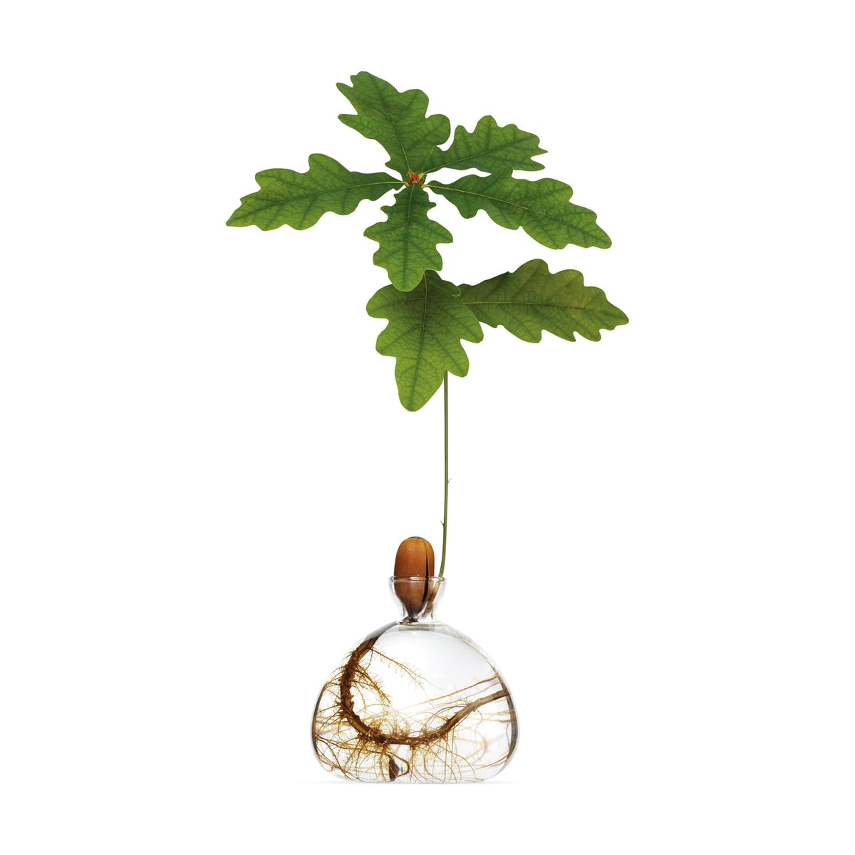 Acorn Vase // Clear