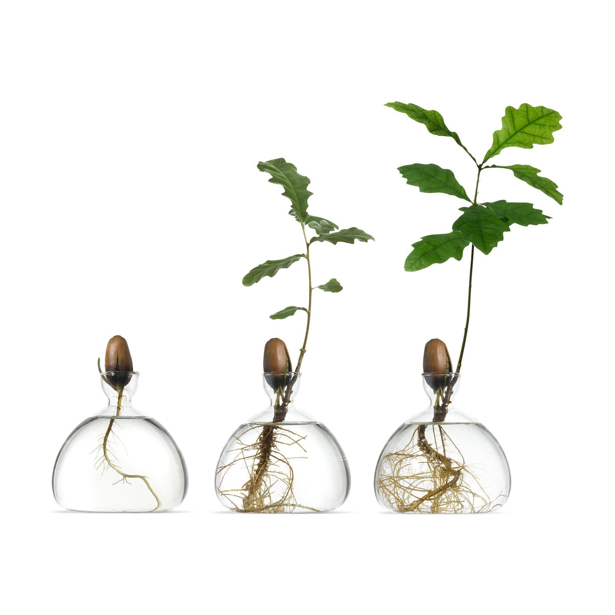 Acorn Vase // Clear