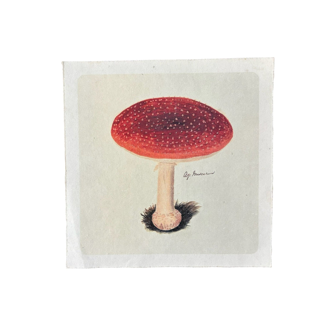 Classic Shroom Print