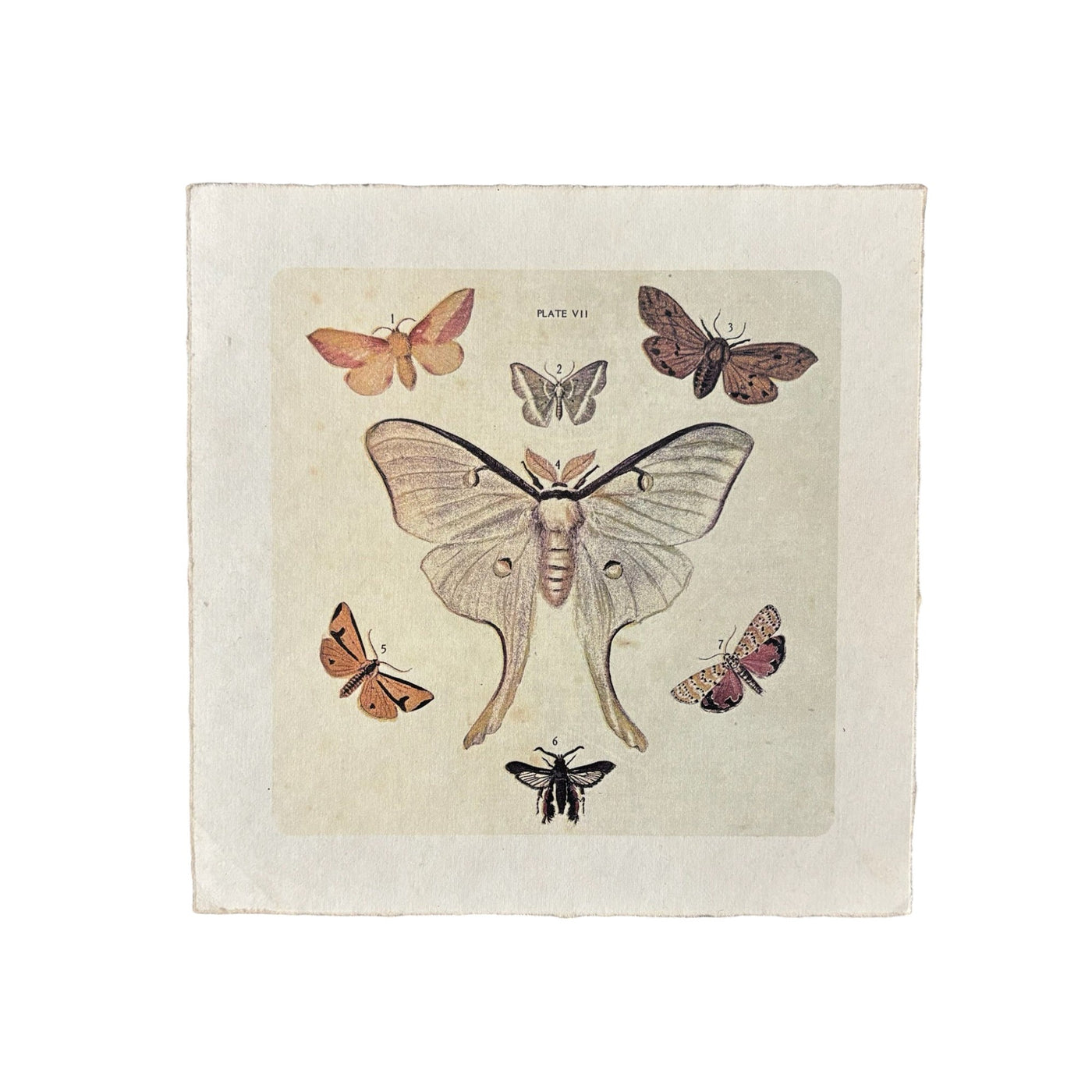 Dancing Moths Print