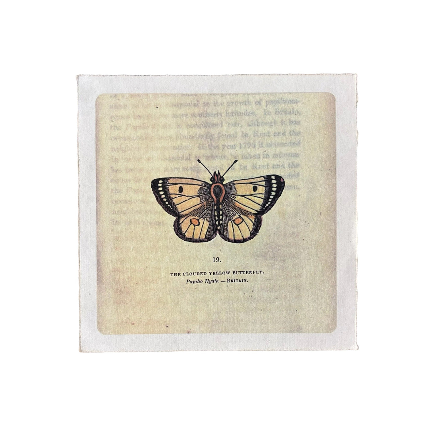 Yellow Butterfly Print