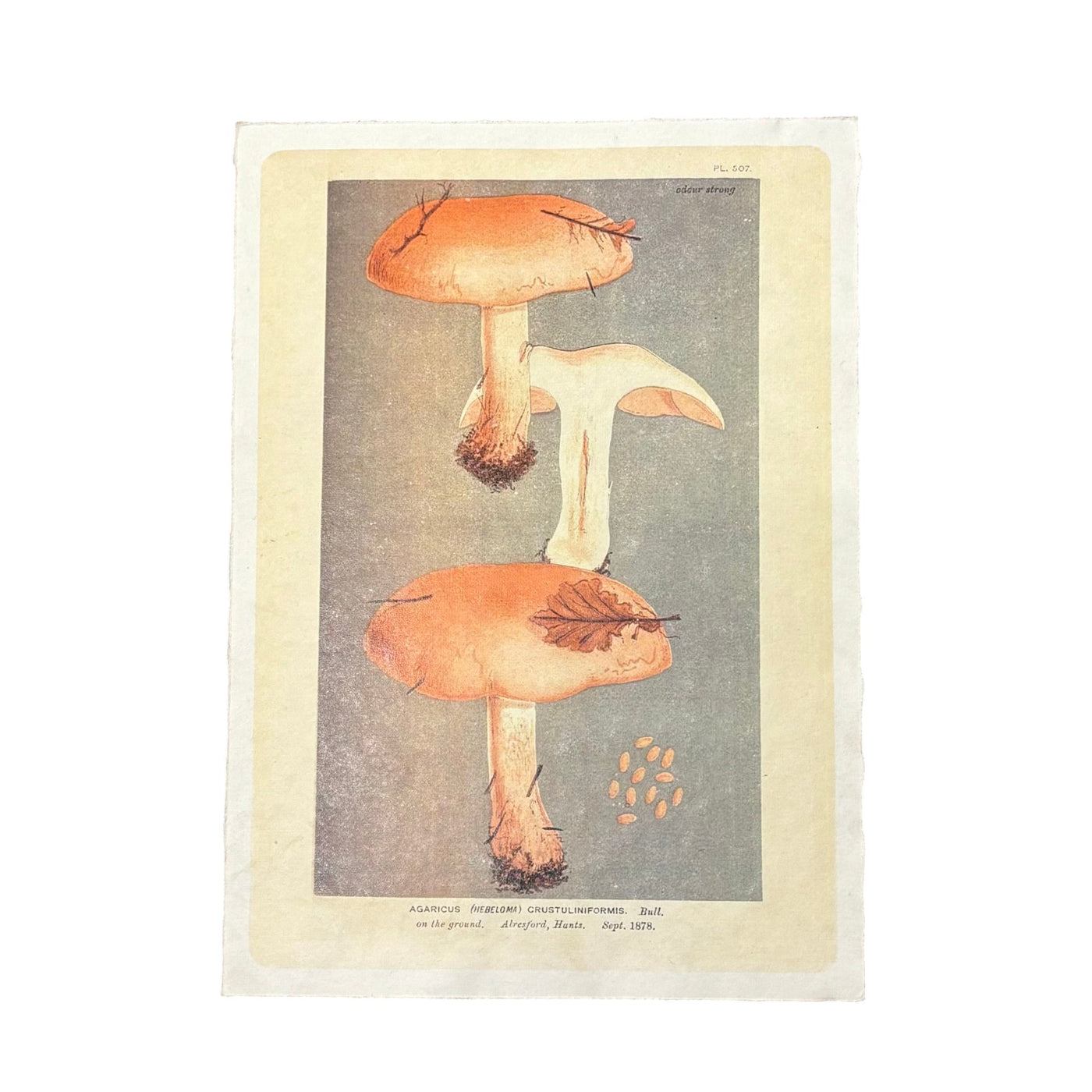 Shroom Trio Print