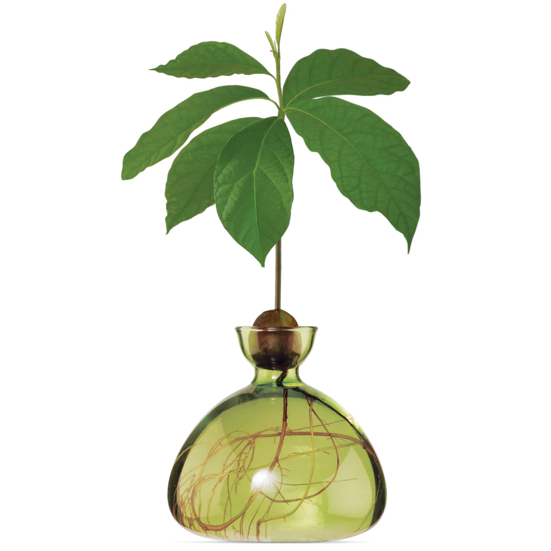 Avocado Vase // Grass Green