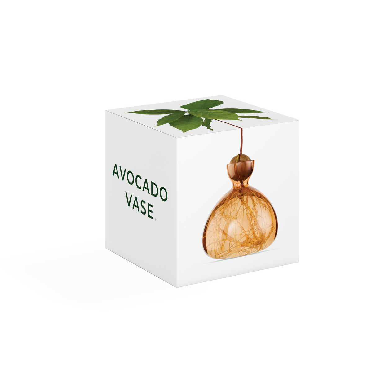 Avocado Vase // Sweet Apricot